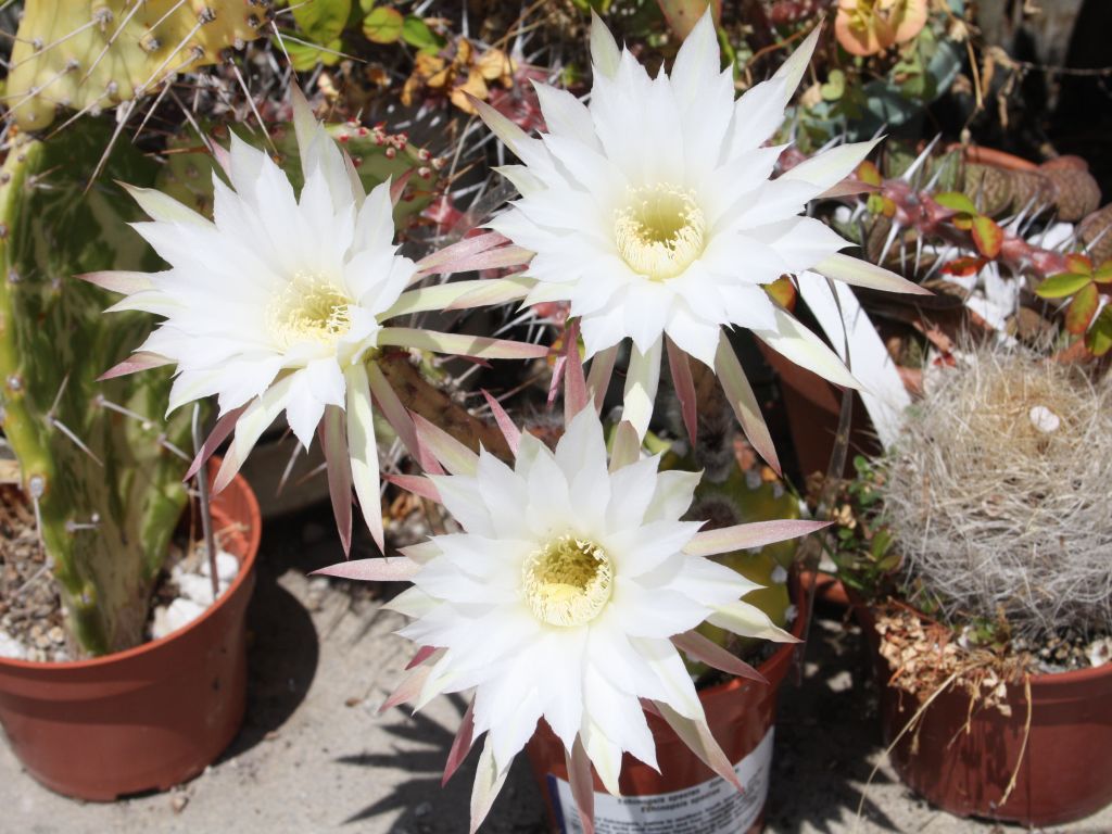 echinopsis.jpg