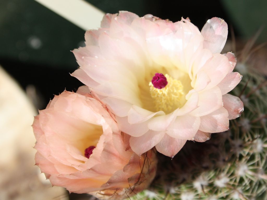 natocactus.jpg