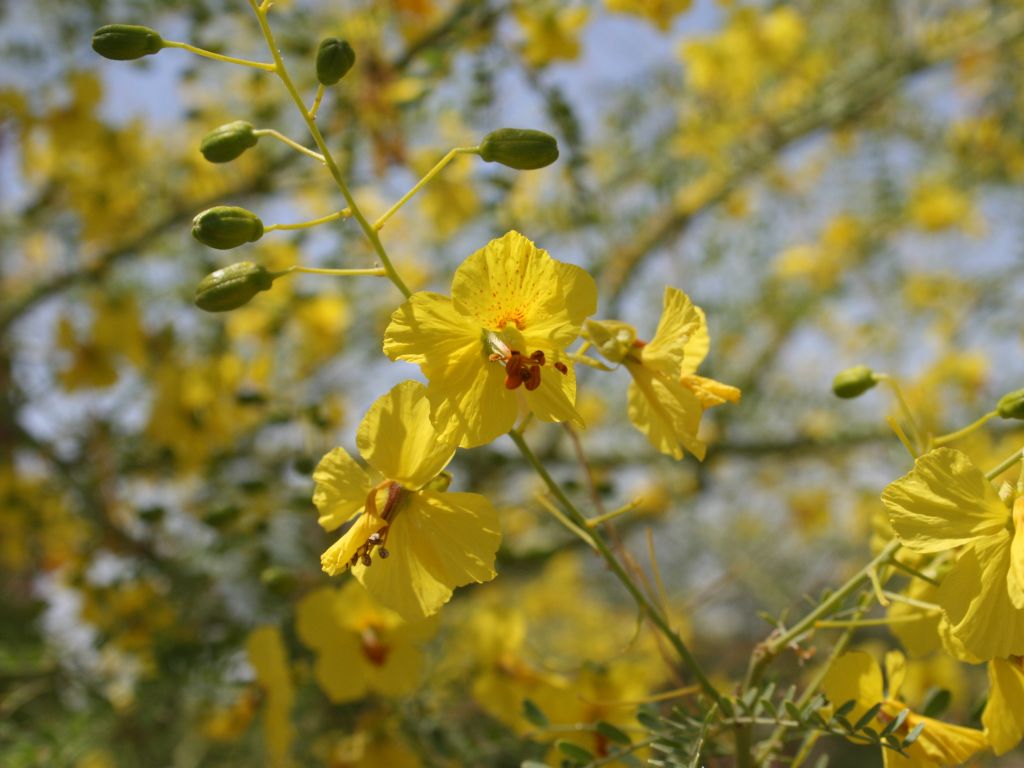 palo-verde-flower.jpg