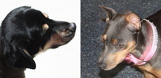 dogs.jpg