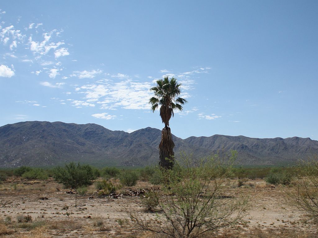 lone-palm.jpg