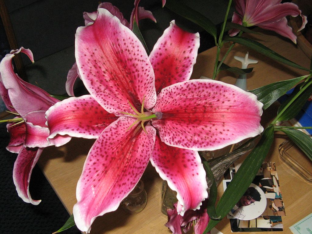 Verna and Bob’s Weblog » Asian Lily “Sumatra”1024 x 768