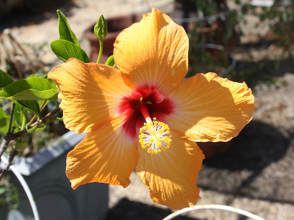 hibiscus.jpg