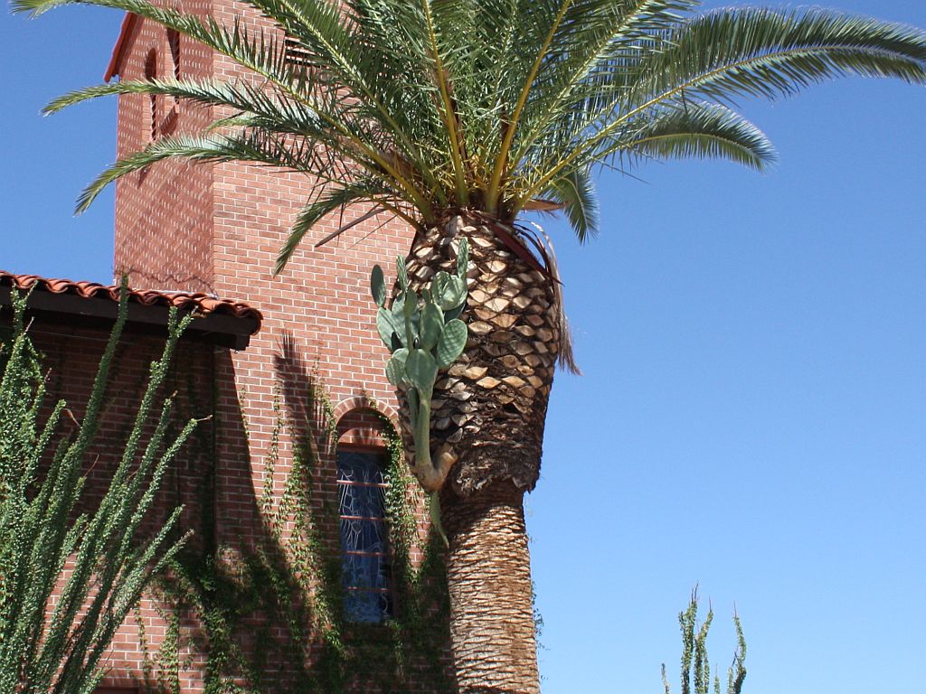 weird palm cactus