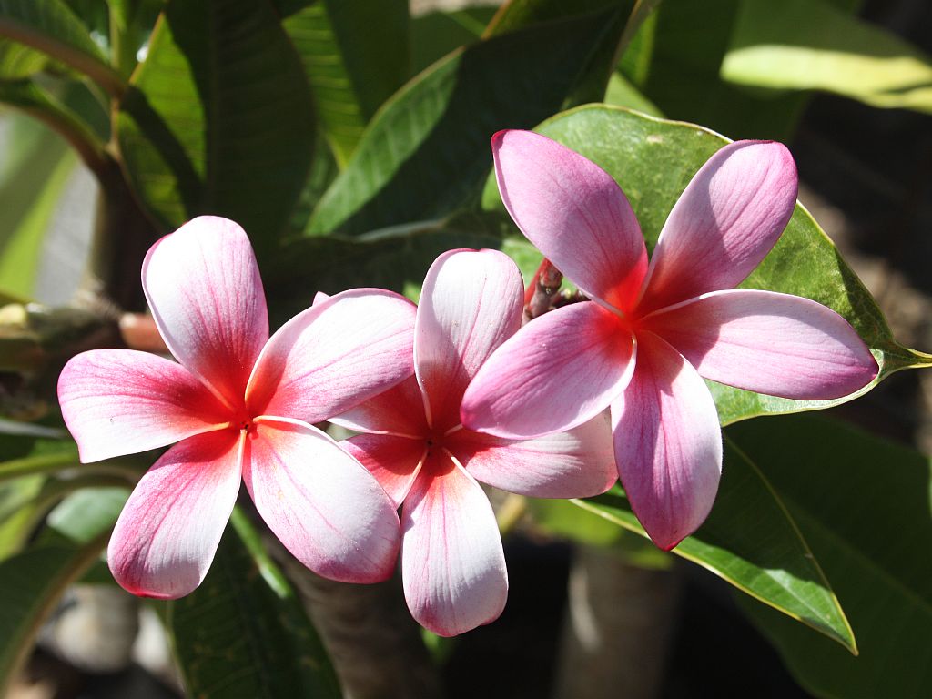 pink-plumeria.jpg