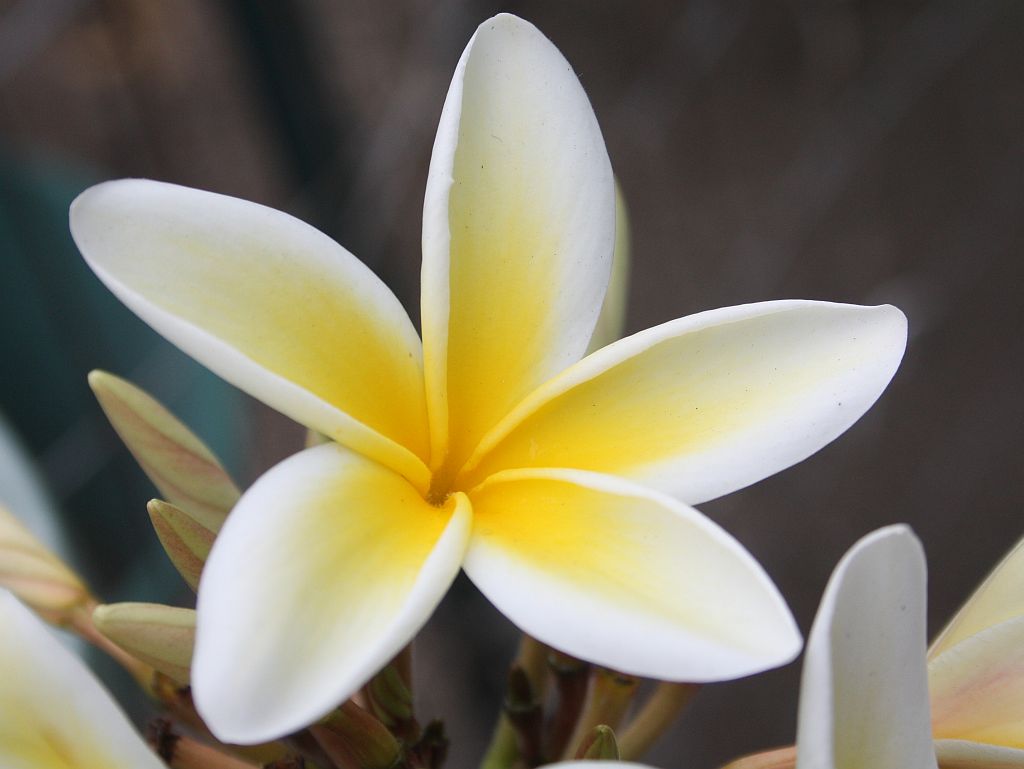 plumeria.jpg