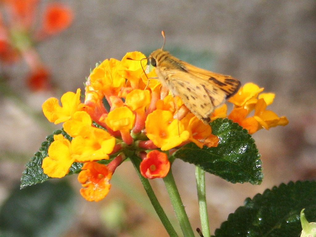 skipper-lantana.jpg