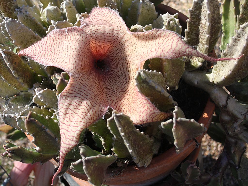 stapelia.jpg