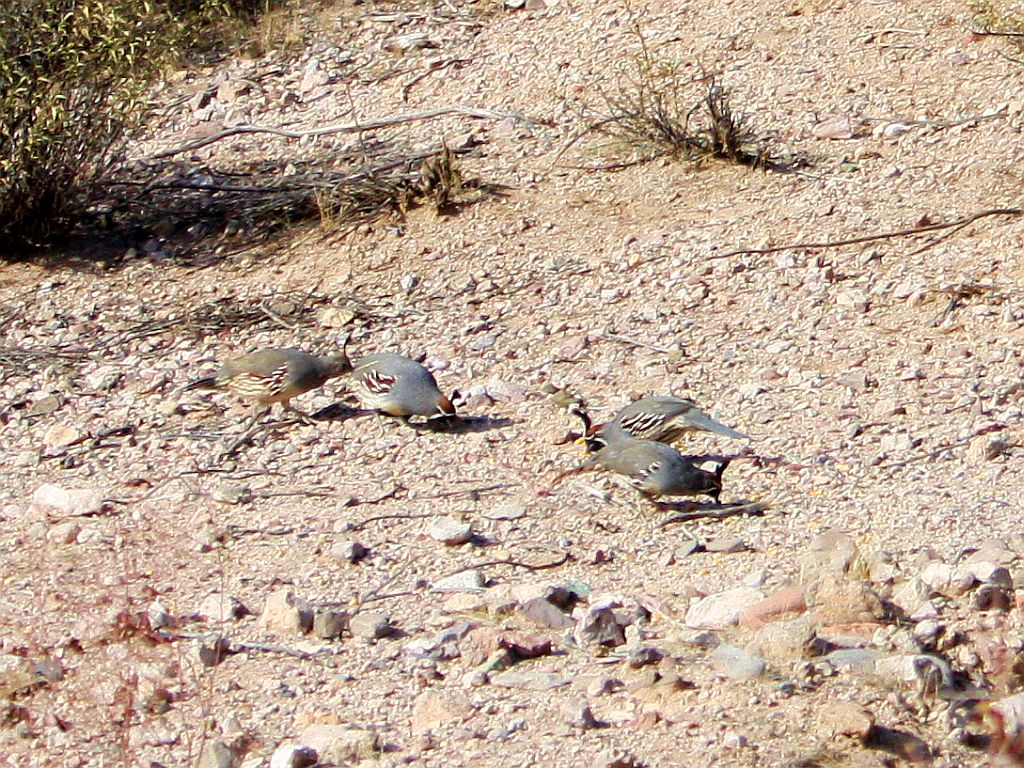 quail.jpg
