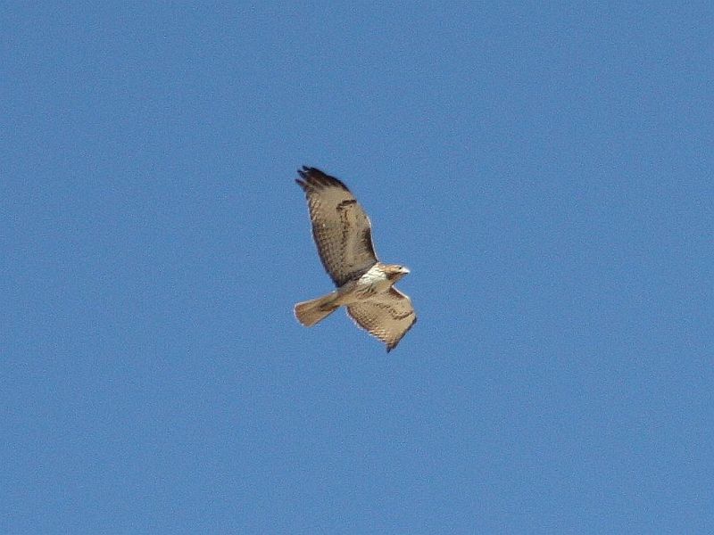 goshawk.jpg