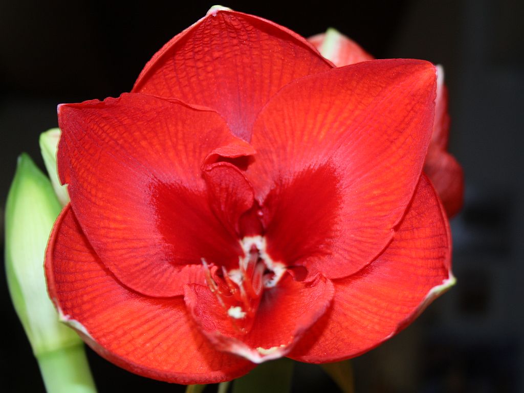 red-amaryllis.jpg