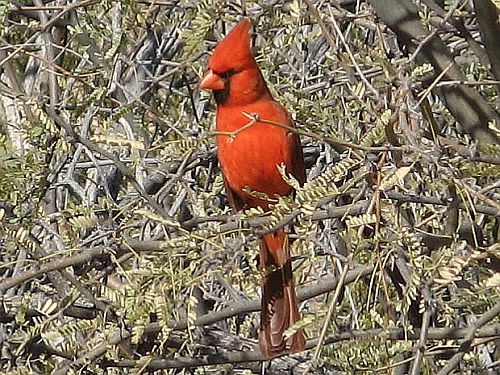 ariz-cardinal.jpg