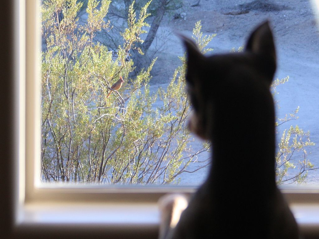 bird-watcher.jpg