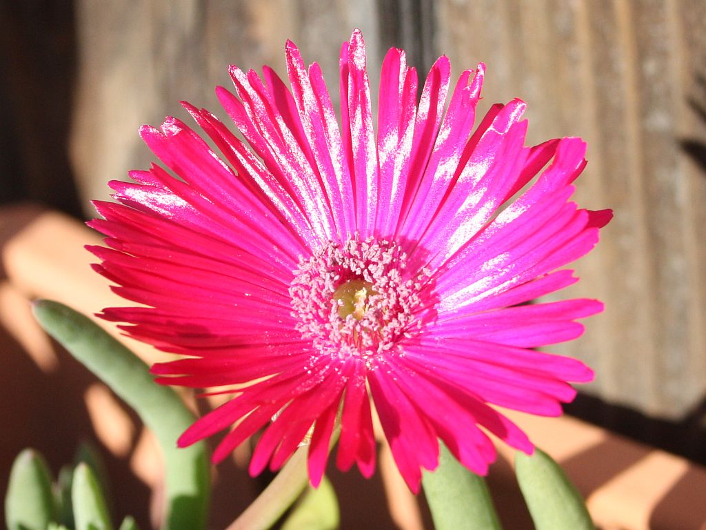 iceplant-pink.jpg