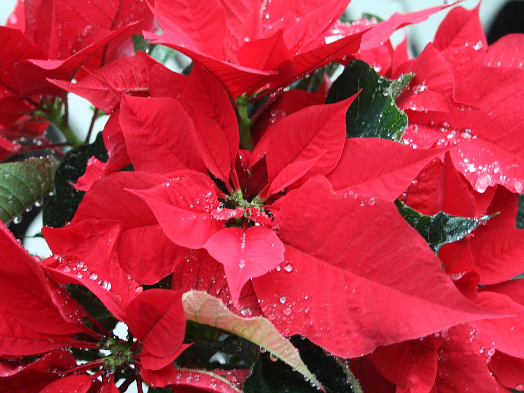 poinsettia.jpg