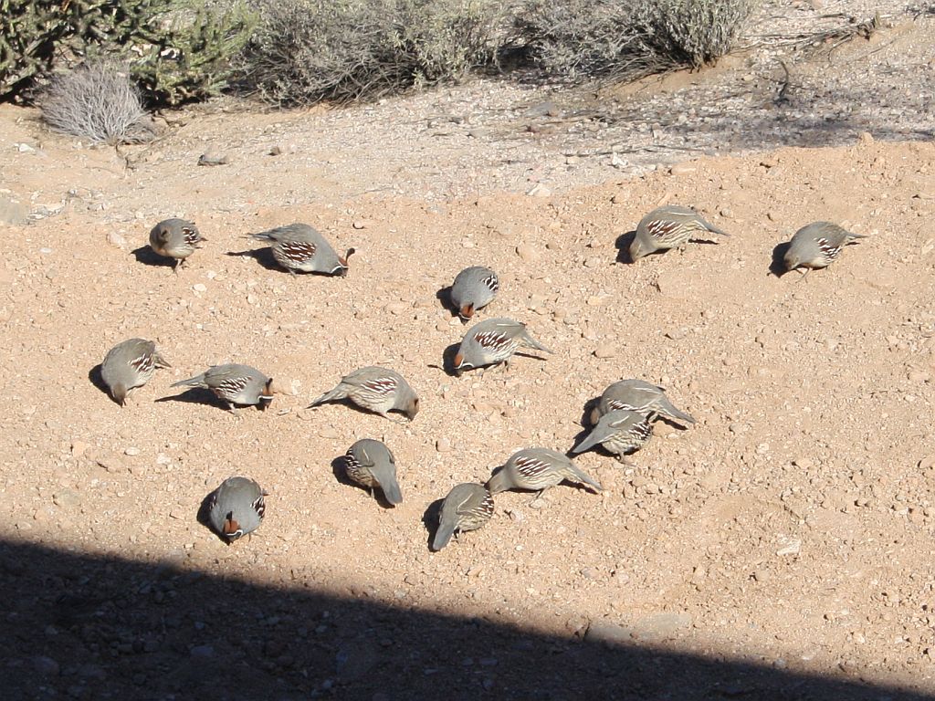 quail-feast.jpg