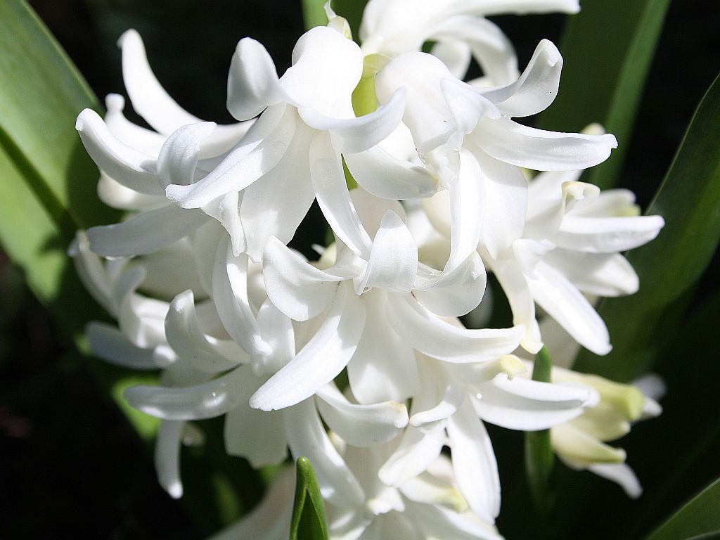 hyacinth.jpg