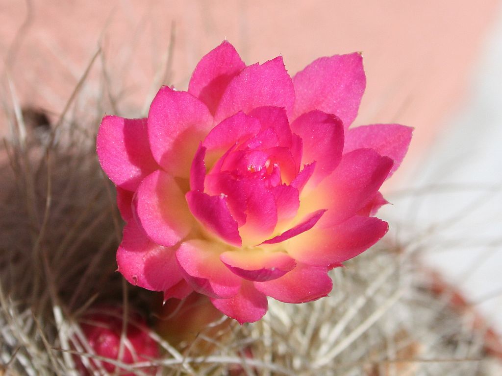 cactus-pink.jpg