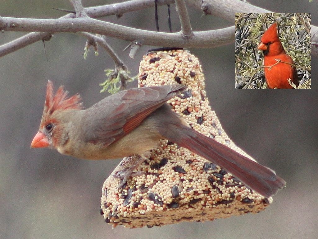 female-cardinal.jpg