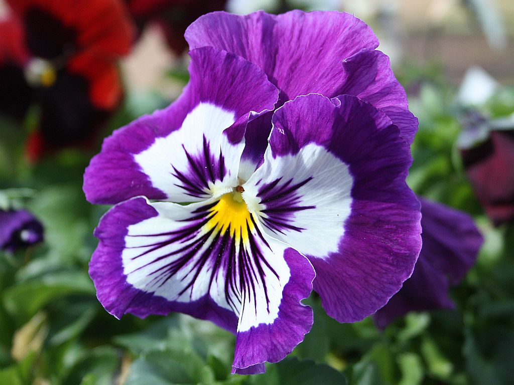 lavender-pansy.jpg