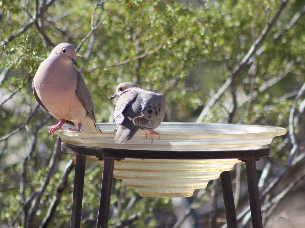 mourning-doves.jpg