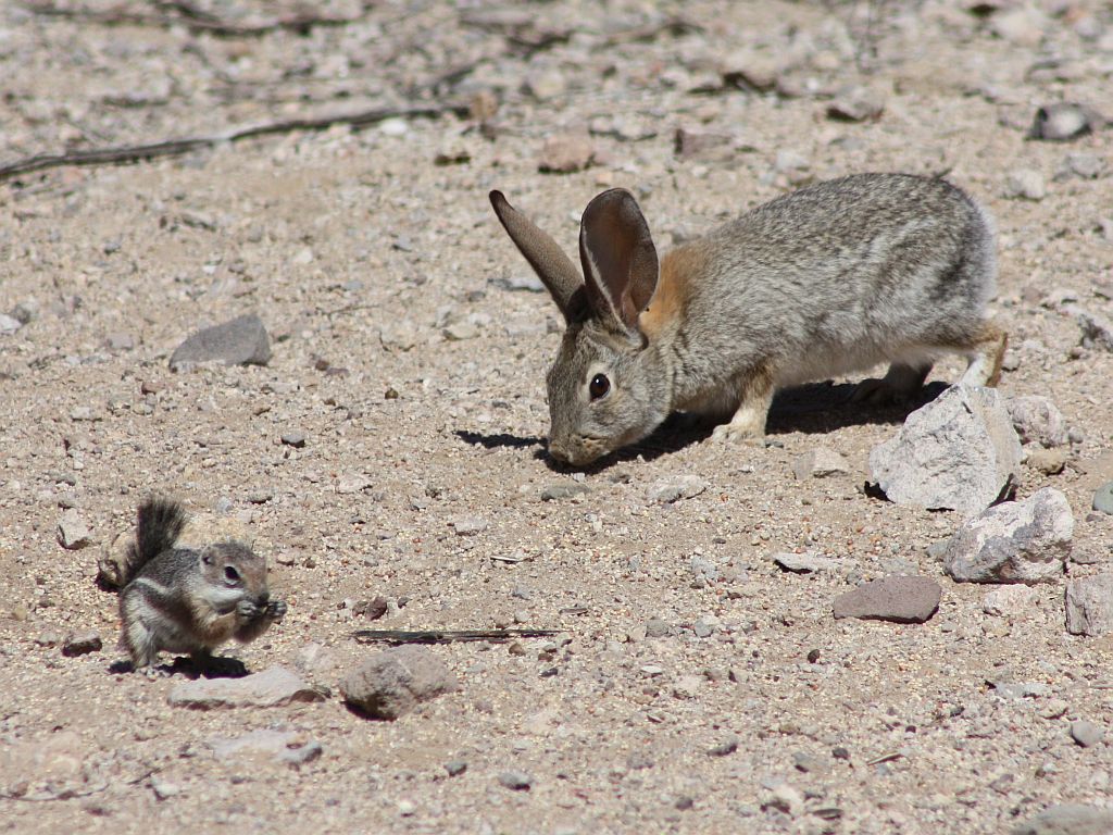 squirrel-rabbit.jpg