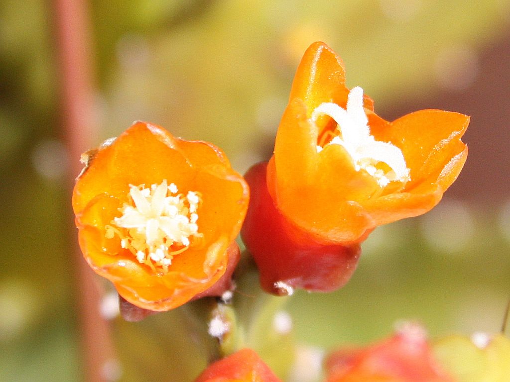 acanthrorhipsalis.jpg