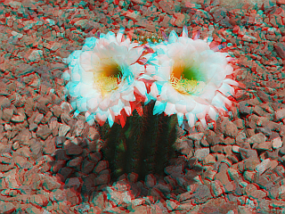 cactus-flowers.png