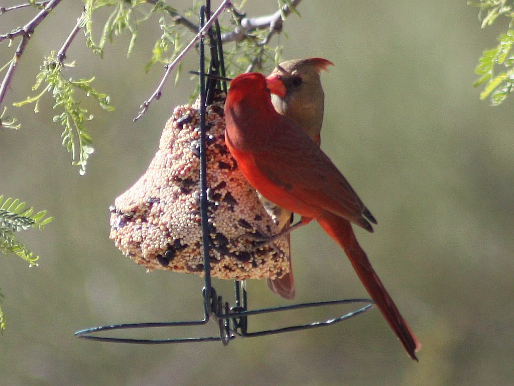 cardinal-kisses.jpg