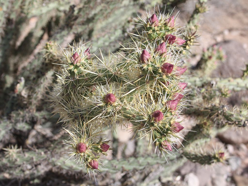 cholla-buds.jpg