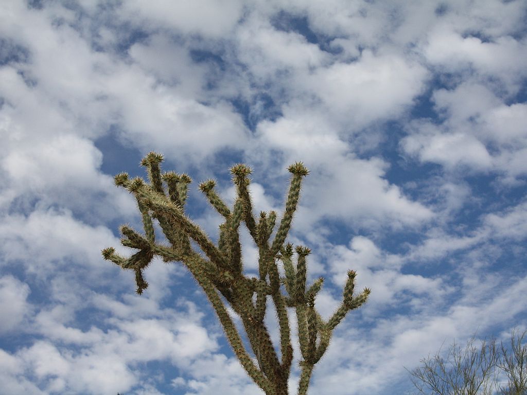 cholla-sky.jpg