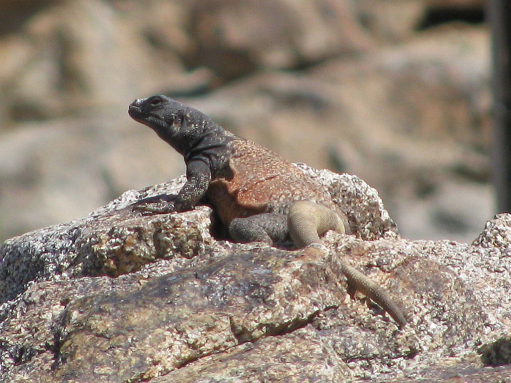 chuckwalla.jpg