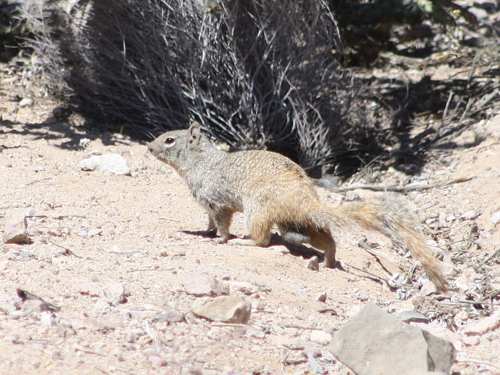 rock-squirrel.jpg