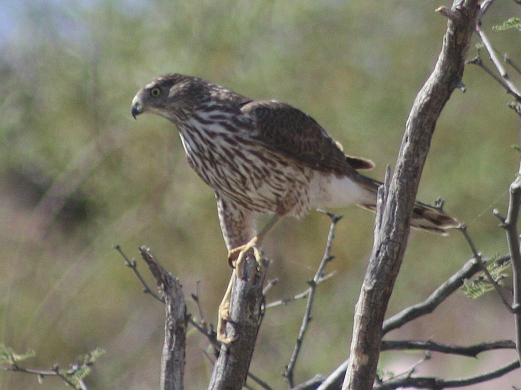 cooper-hawk.jpg