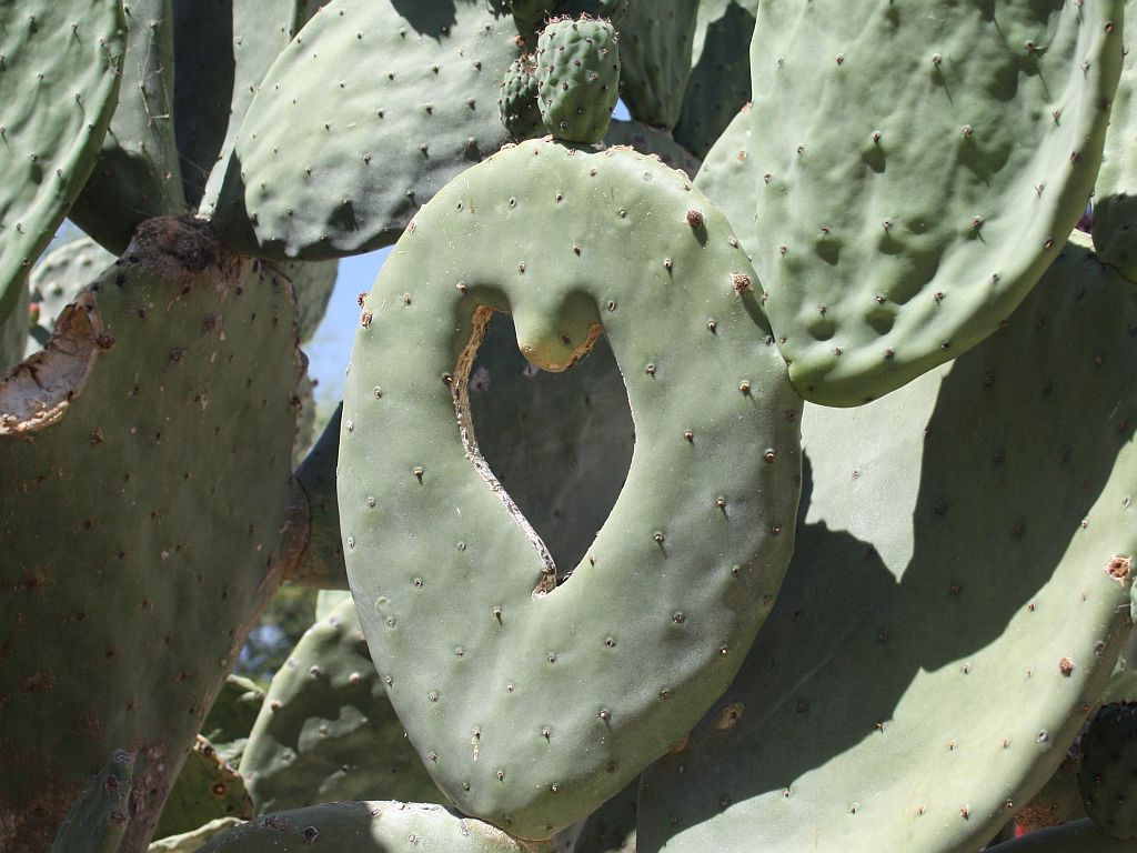 heart-prickly-pear.jpg