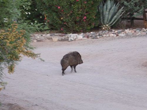 javelina.jpg
