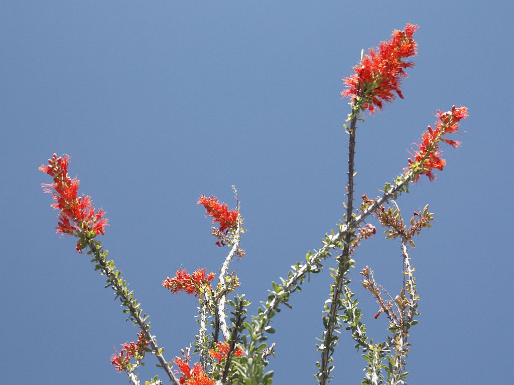 ocotillo.jpg