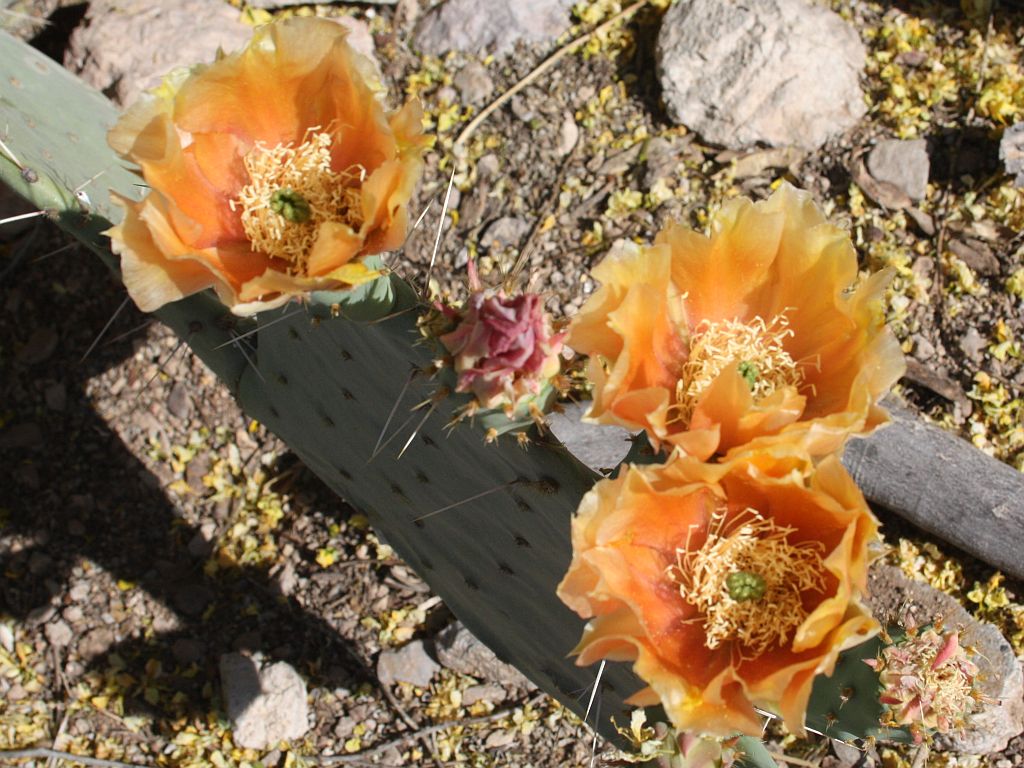 prickly-pear.jpg