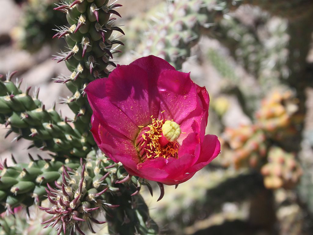 purple-cholla.jpg