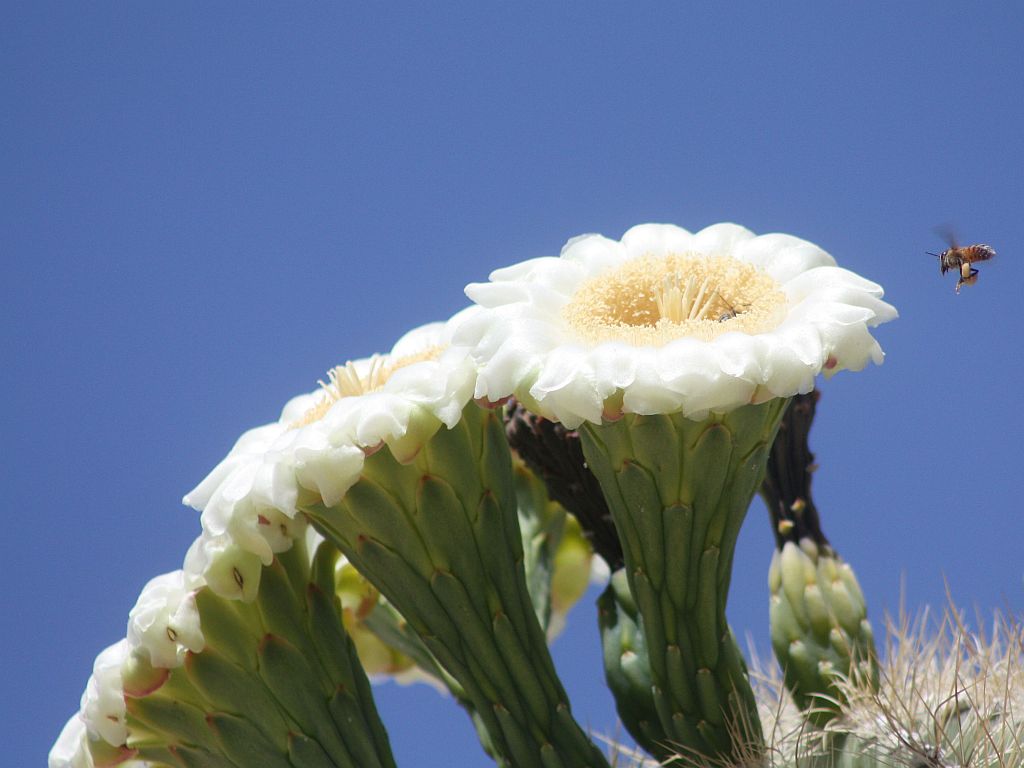 saguaro-bee.jpg