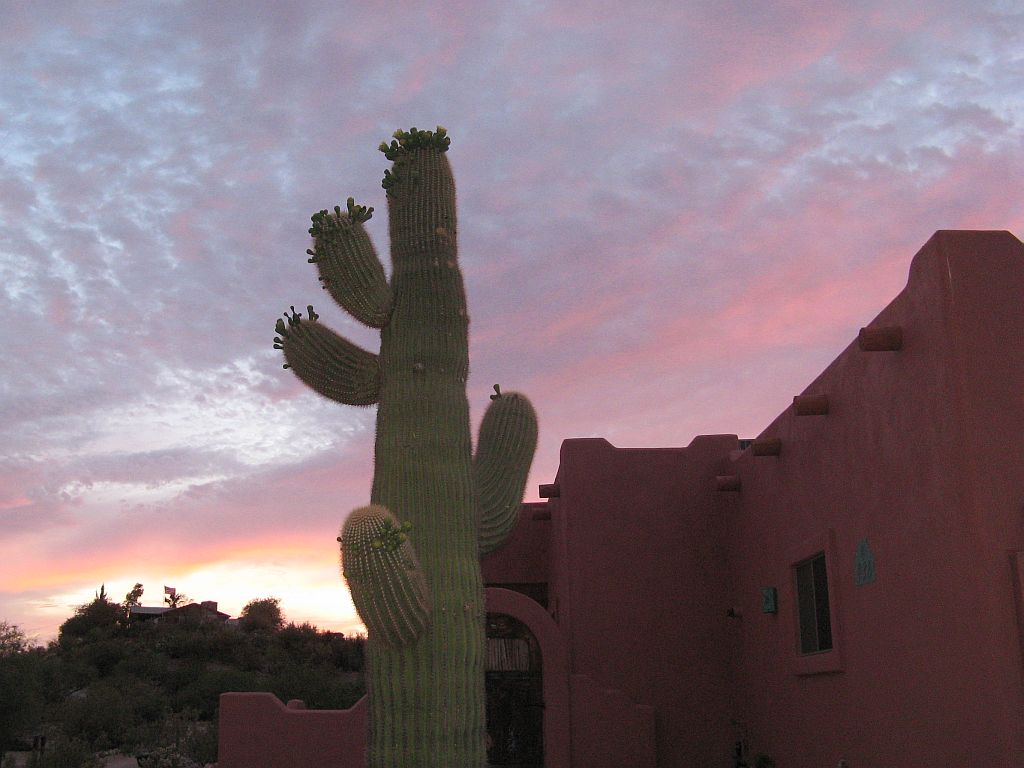 saguaro-sunset.jpg