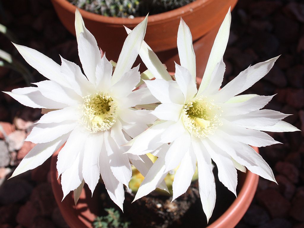 easter-lily-cactus.jpg