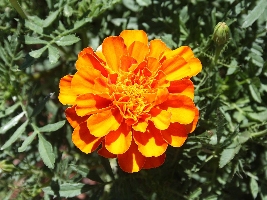 marigold.jpg