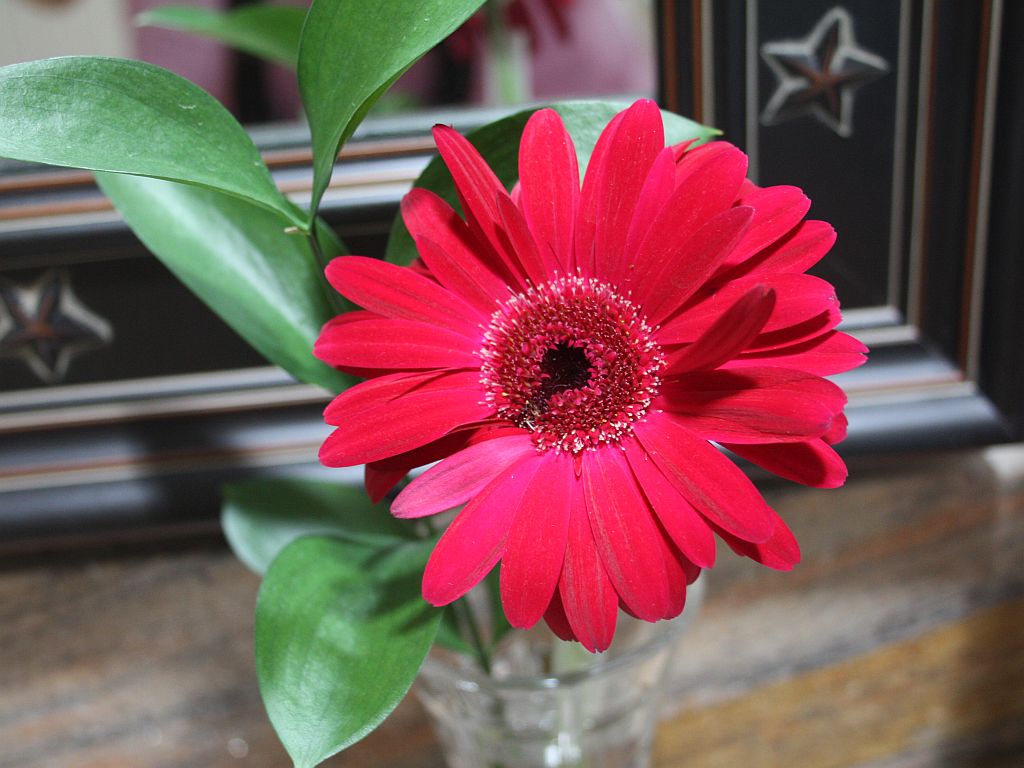 red-gerbera.jpg