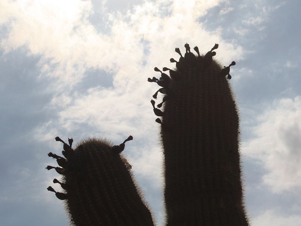 saguaro-fruit.jpg