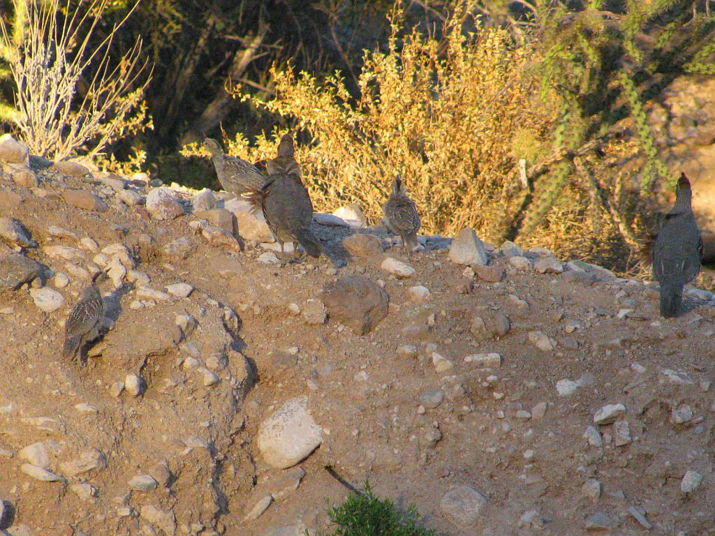 quail-chicks.jpg