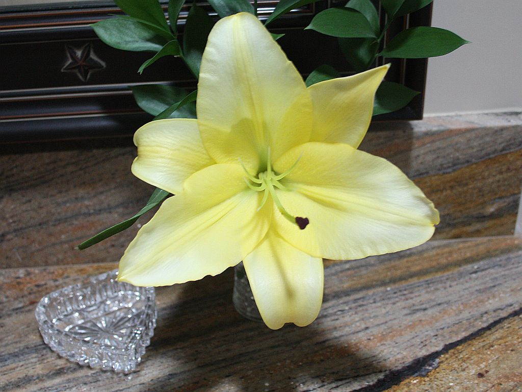 yellow-lily.jpg