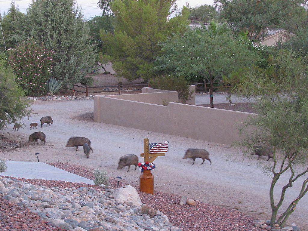 javelina.jpg