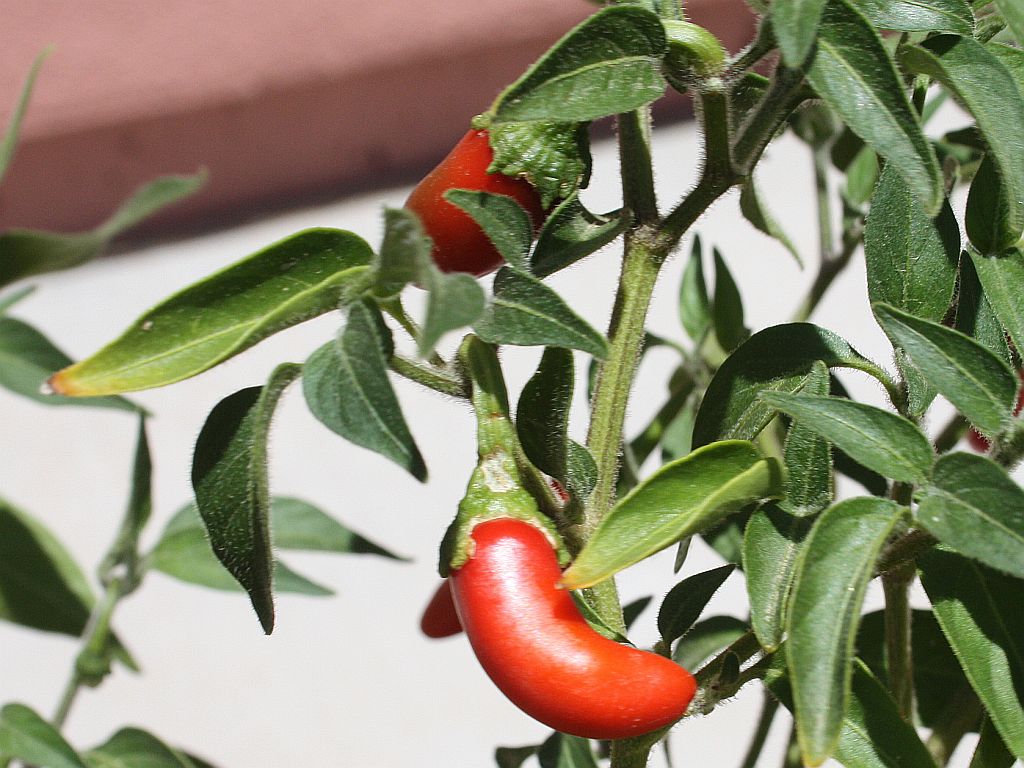 chili-peppers.jpg