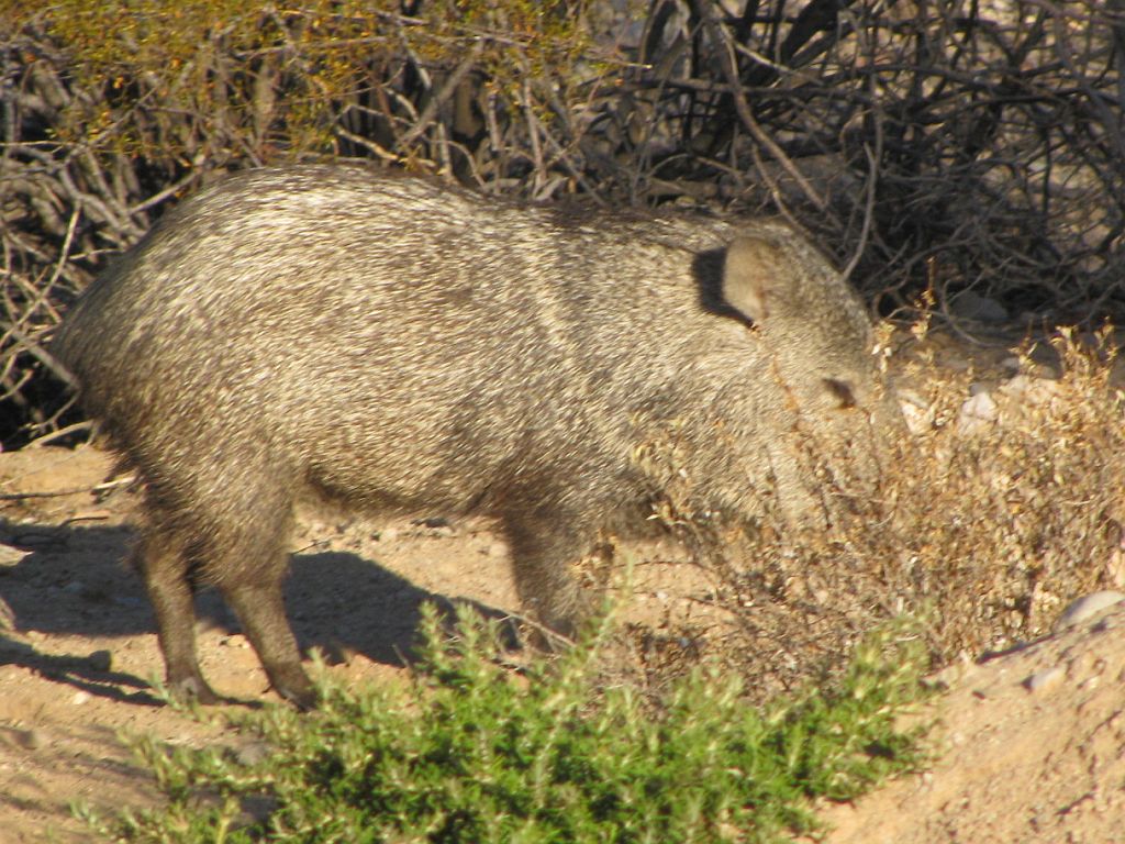 javelina.jpg